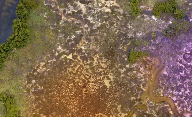Aerial view of diverse Australian wetlands.
