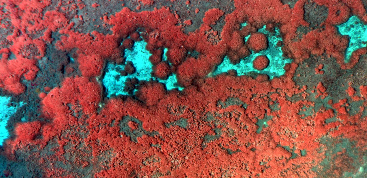 multispectral drone mapping of coral reef