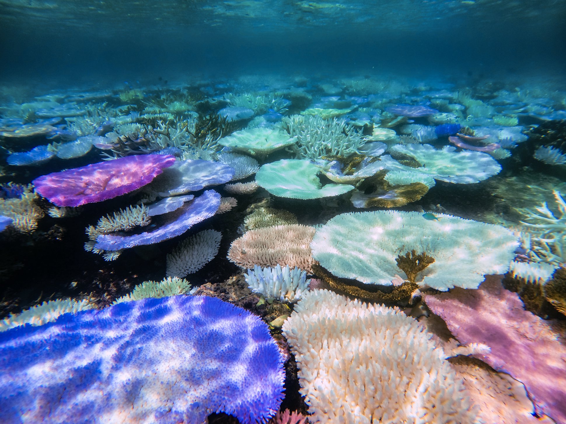 underwater image of coral bleaching