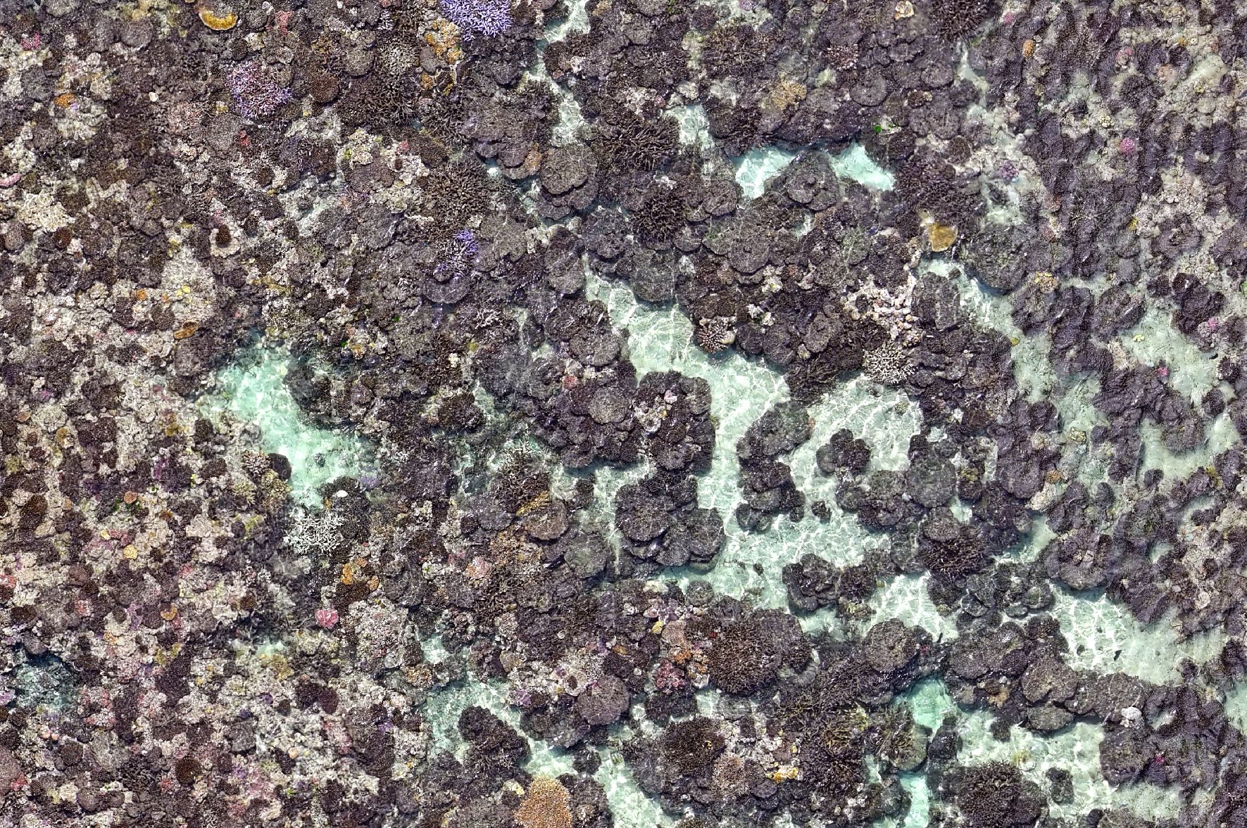 aerial drone image of dead coral post bleaching