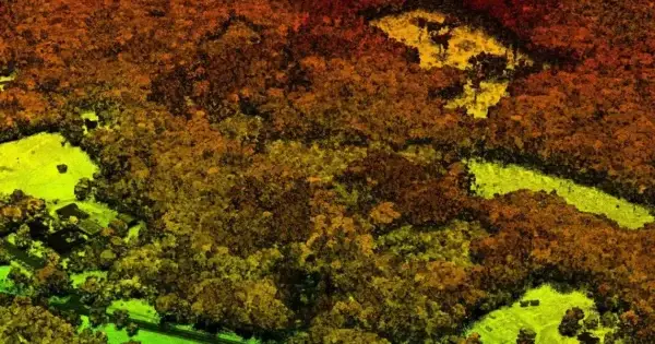 Aerial view of vibrant, dense forest landscape.