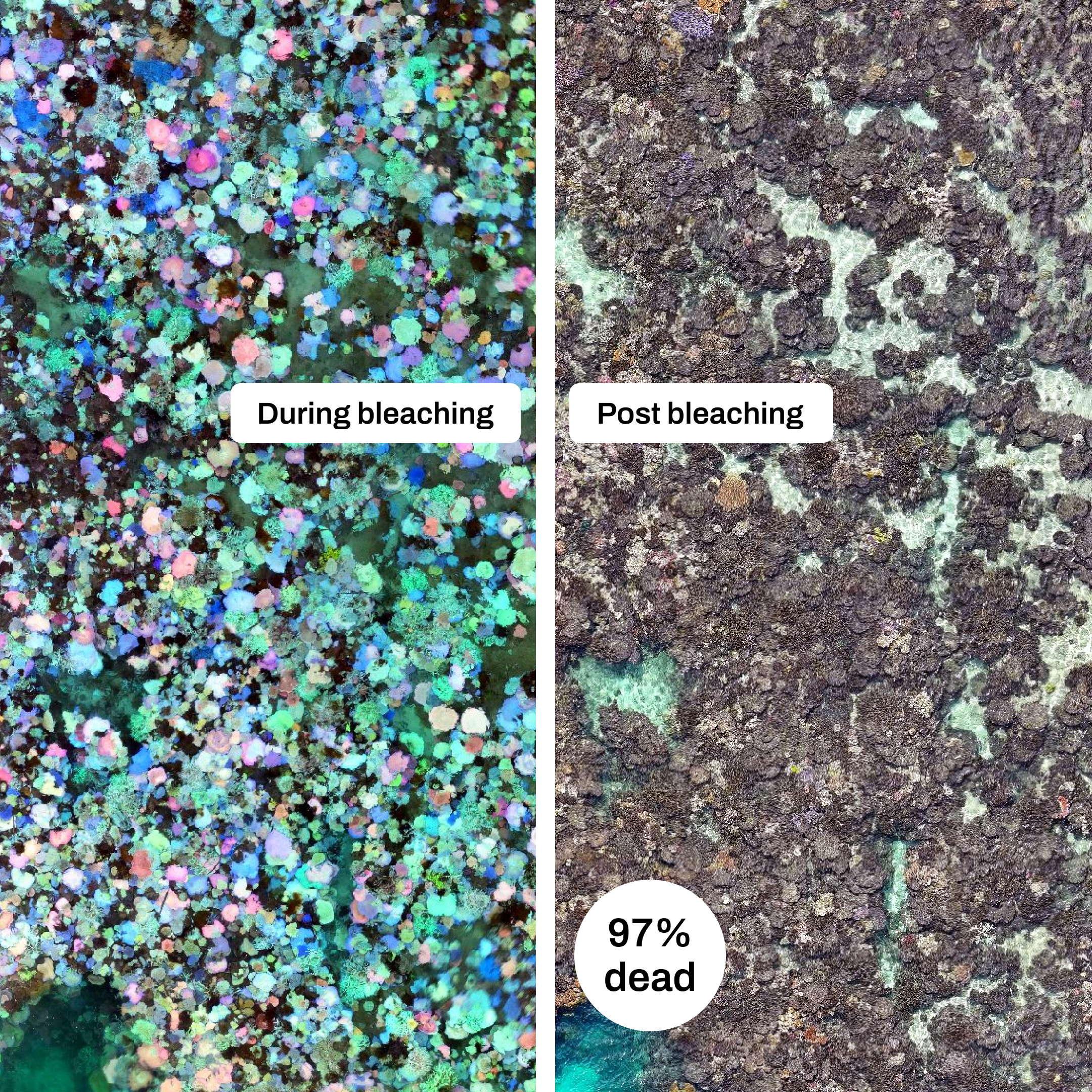 multi-temporal image processing analysis of coral bleaching