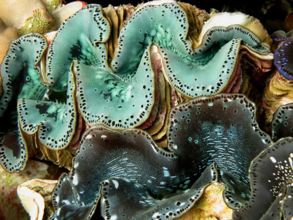 Vibrant blue clam shell patterns under water.