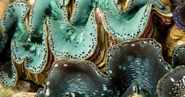 Vibrant blue clam shell patterns under water.