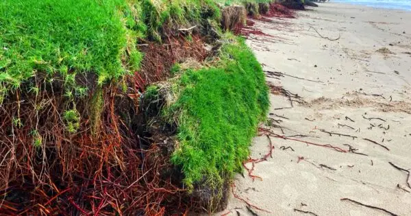 Beach with exposed roots and eroded grass edge.