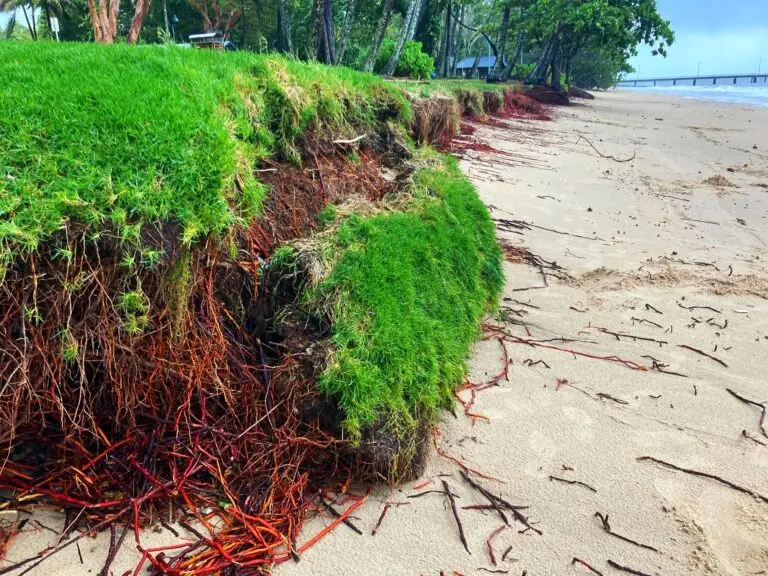 Beach with exposed roots and eroded grass edge.