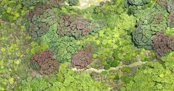 Lush green forest with diverse tree canopies.
