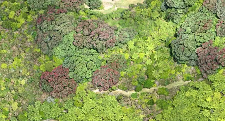 Lush green forest with diverse tree canopies.