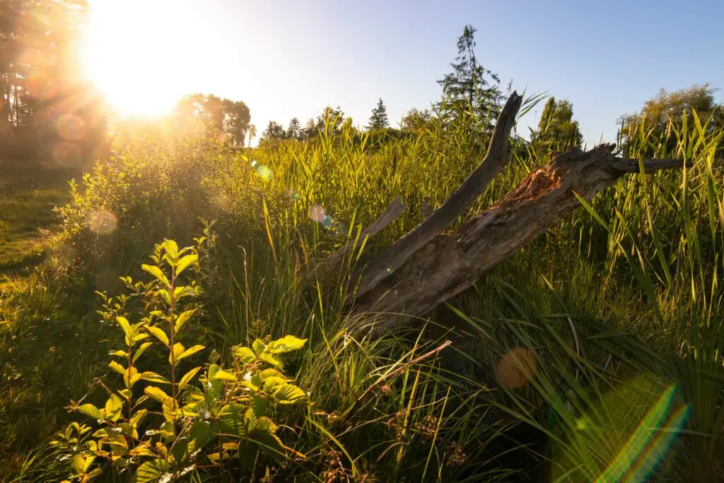 Sunset over grassy wetland with fallen log