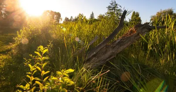 Sunset over grassy wetland with fallen log