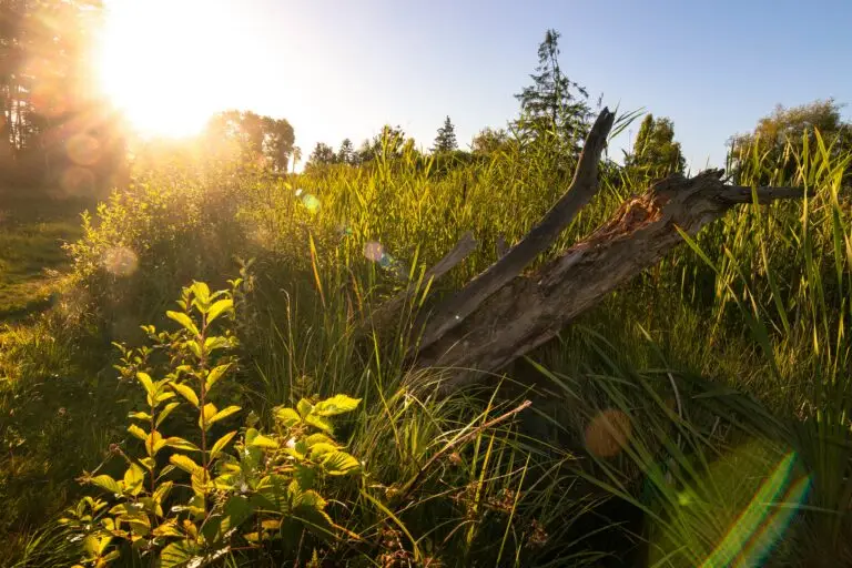 Sunset over grassy wetland with fallen log